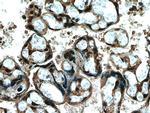 FBXO5 Antibody in Immunohistochemistry (Paraffin) (IHC (P))