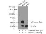 PITX1 Antibody in Immunoprecipitation (IP)