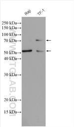 CD58 Antibody in Western Blot (WB)