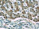GAMT Antibody in Immunohistochemistry (Paraffin) (IHC (P))