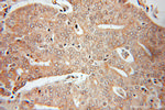 GAMT Antibody in Immunohistochemistry (Paraffin) (IHC (P))