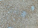 GAMT Antibody in Immunohistochemistry (Paraffin) (IHC (P))