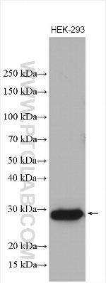 GAMT Antibody in Western Blot (WB)