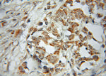 PTGES2 Antibody in Immunohistochemistry (Paraffin) (IHC (P))