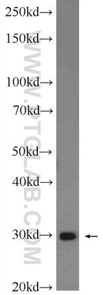 PTGES2 Antibody in Western Blot (WB)
