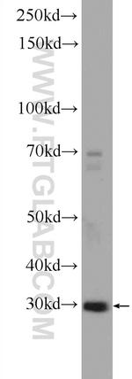 PTGES2 Antibody in Western Blot (WB)