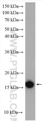P16-INK4A Antibody in Western Blot (WB)