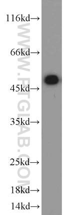 ETF1 Antibody in Western Blot (WB)