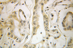 ETF1 Antibody in Immunohistochemistry (Paraffin) (IHC (P))