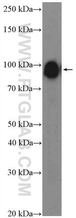 CNKSR1 Antibody in Western Blot (WB)