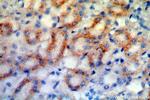 PPT1 Antibody in Immunohistochemistry (Paraffin) (IHC (P))