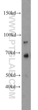 KIRREL2 Antibody in Western Blot (WB)