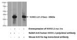 KIRREL2 Antibody in Western Blot (WB)