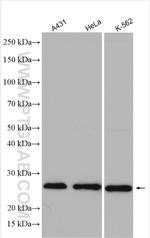 PLDN Antibody in Western Blot (WB)