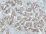 PLDN Antibody in Immunohistochemistry (Paraffin) (IHC (P))