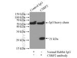 CSRP2 Antibody in Immunoprecipitation (IP)
