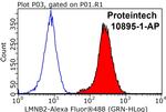 LMNB2 Antibody in Flow Cytometry (Flow)