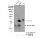 ING4 Antibody in Immunoprecipitation (IP)