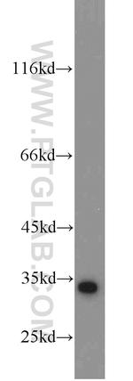 Cyclin G Antibody in Western Blot (WB)