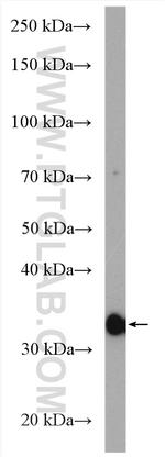 Cyclin G Antibody in Western Blot (WB)