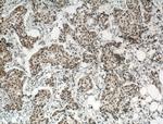 Cyclin G Antibody in Immunohistochemistry (Paraffin) (IHC (P))