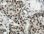 Cyclin G Antibody in Immunohistochemistry (Paraffin) (IHC (P))