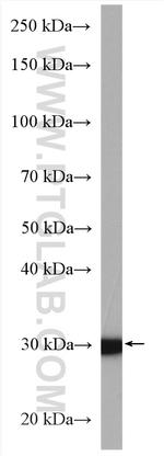 Cyclin G Antibody in Western Blot (WB)