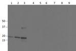 TNF alpha Antibody in Western Blot (WB)
