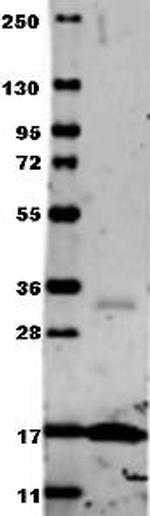 TNF alpha Antibody in Western Blot (WB)