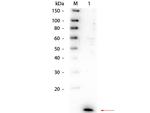 IL-8 Antibody in Western Blot (WB)
