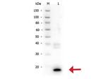 IL-10 Antibody in Western Blot (WB)