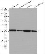 ATP5C1 Antibody in Western Blot (WB)