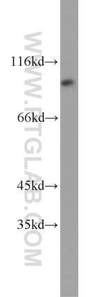 CDC27/APC3 Antibody in Western Blot (WB)