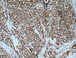 CDC27/APC3 Antibody in Immunohistochemistry (Paraffin) (IHC (P))
