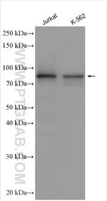 CDC27/APC3 Antibody in Western Blot (WB)