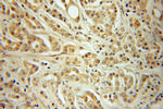 CDC27/APC3 Antibody in Immunohistochemistry (Paraffin) (IHC (P))