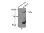 CDC27/APC3 Antibody in Immunoprecipitation (IP)