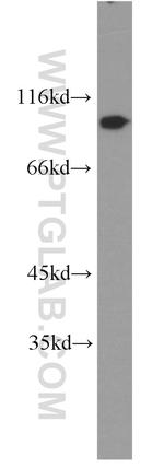 CDC27/APC3 Antibody in Western Blot (WB)