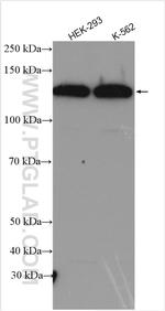 SF3B2 Antibody in Western Blot (WB)