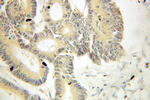 THOC1 Antibody in Immunohistochemistry (Paraffin) (IHC (P))