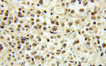 E2F4 Antibody in Immunohistochemistry (Paraffin) (IHC (P))