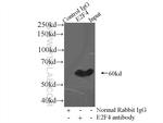 E2F4 Antibody in Immunoprecipitation (IP)