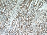 SCNN1A Antibody in Immunohistochemistry (Paraffin) (IHC (P))