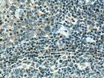 CXCL13/BCA1 Antibody in Immunohistochemistry (Paraffin) (IHC (P))