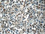 MEF2BNB Antibody in Immunohistochemistry (Paraffin) (IHC (P))