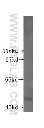Lactoferrin Antibody in Western Blot (WB)