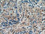 CXCL10/IP10 Antibody in Immunohistochemistry (Paraffin) (IHC (P))