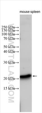 FGF7 Antibody in Western Blot (WB)