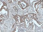 CRH/CRF Antibody in Immunohistochemistry (Paraffin) (IHC (P))