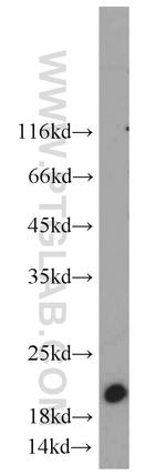 SUMO2/3 Antibody in Western Blot (WB)